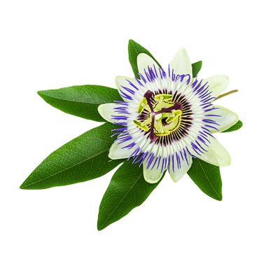 Passion Flower